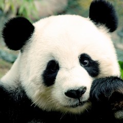 Panda sevgisi