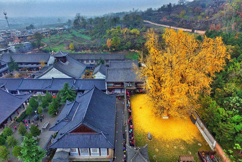 ancient-ginkgo-rains-gold-at-a-buddhist-temple-in-china-1