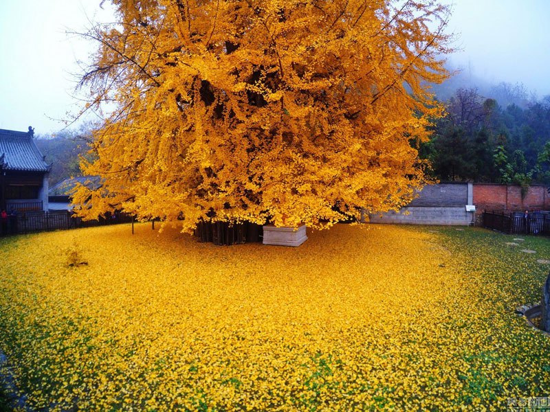ancient-ginkgo-rains-gold-at-a-buddhist-temple-in-china-2