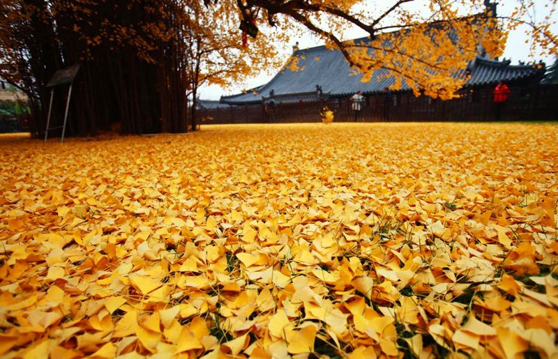 ancient-ginkgo-rains-gold-at-a-buddhist-temple-in-china-4